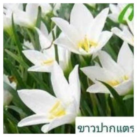 บัวดิน-คละ7สี30หัวแยกสีให้-ปลูกง่าย-ปลูกเป็นทุ่งสวยงาม-หัวพันธ์