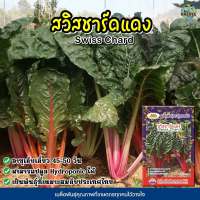 เมล็ดสวิสชาร์ดแดง Swiss Chard ตราภูเขาทอง ประมาณ63เมล็ด เมล็ดผักสลัด เมล็ดพันธุ์สวิสชาร์ดแดง เมล็ดผักสวนครัว