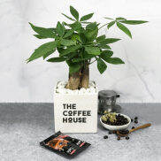 Chậu cây Kim Ngân 3 gốc in logo thương hiệu The Coffee House Liên hệ để in