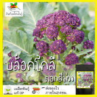 เมล็ดพันธุ์ บล็อคโคลี่ ดอกสีม่วง 200 เมล็ด Purple Sprouting Broccoli เมล็ดพันธุ์แท้ นำเข้าต่างประเทศ ปลูกง่าย โตไว