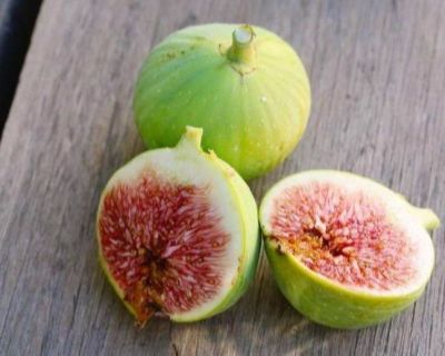 Figs ต้นมะเดื่อฝรั่ง พันธุ์ White Genoa (แบล๊กจีนัว) อร่อย หวาน หอมมากๆ ต้นสมบูรณ์มาก รากแน่นๆ จัดส่งพร้อมกระถาง 6 นิ้ว ลำต้นสูง 45-50 ซม ต้นไม้แข็งแรงทุกต้น เรารับประกันจัดส่งห่ออย่างดี จัดส่งสินค้าตามรูป