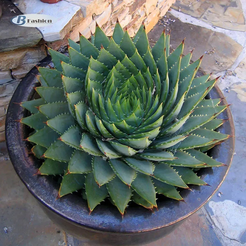 B-F 200Pcs Rare Aloe Vera Marble Chafer Cactus Plant Succulent Home Garden  Bacony Decor | Lazada PH