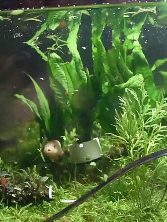 6 In 1 Aquarium Tweezers Spatula Tool Kit Aquatic Plants Aquascaping Fish Tank Tweezers Set