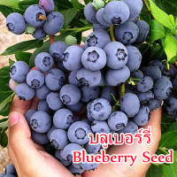 ?บานเพื่อคุณเท่านั้น?Blueberry Seed（30 Pcs）Fruit Seed พันธุ์ไม้ผล เมล็ดพันธุ์ ต้นผลไม้ ต้นไม้ฟอกอากาศ ต้นไม้มงคล บอนไซ ต้นไม้มงคล ต้นไม้ประดับ เมล็ดดอกไม้ Plants Seeds for Gardening