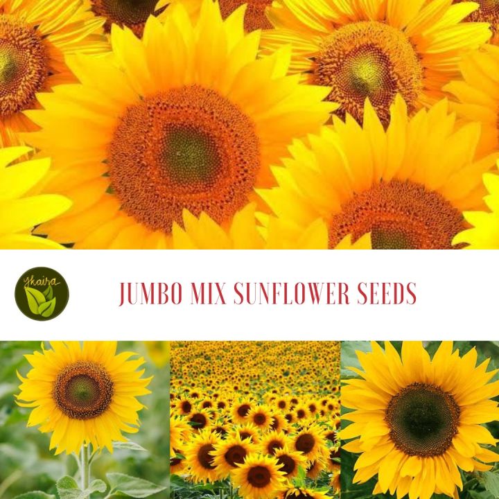 How To Grow Sunflower Seeds In The Philippines | Best Flower Site