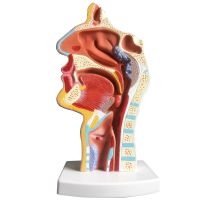 Human nasal cavity anatomical model Nose mouth and throat structure Teaching model