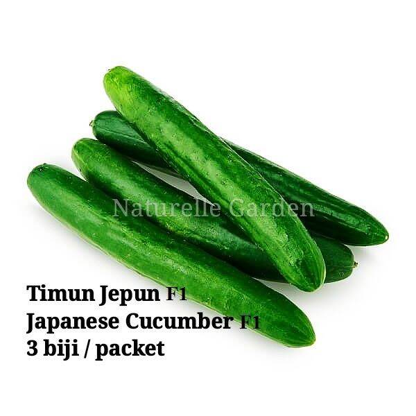 Benih Timun Jepun F1 Japanese Cucumber Seed Benih Sayur Vegetable Seed ...
