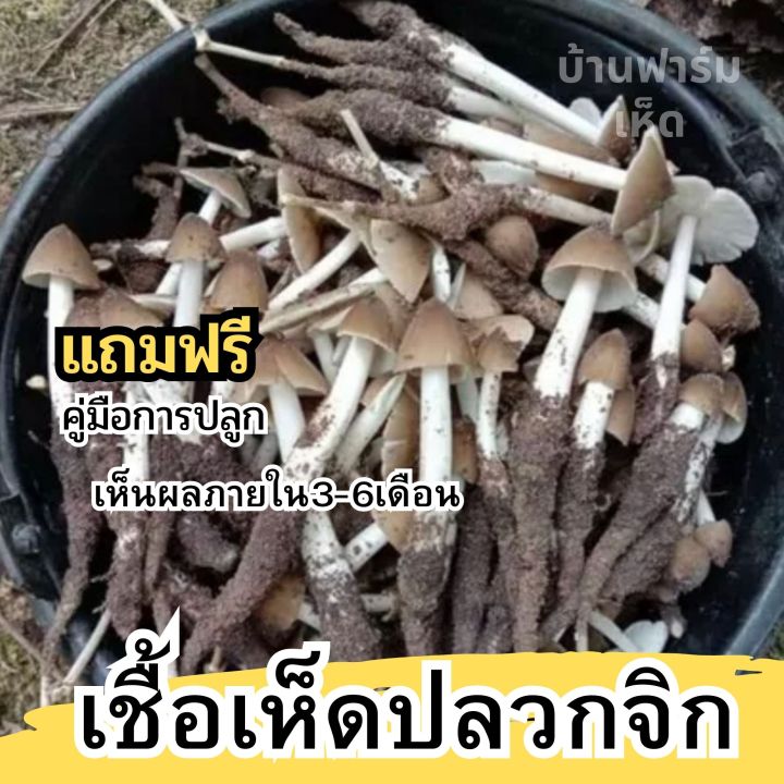 หัวเชื้อเห็ดปลวกจิก-แบบผง-เชื้อเห็ดปลวกจิก-เชื้อเห็ด-ผลิตจากจาวปลวกแท้100-รับประกันออกดอก