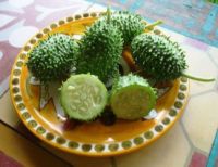 10 เมล็ดพันธุ์ แตงกวาเงาะ หรือแตงกวาป่า(กินได้) ornamental cucumber Seeds มีคู่มือพร้อมปลูก อัตรางอก 80-85%