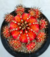 กระบองเพชร Gymnocalycium mihanovichii  Rainbow dream  ยิมโนด่าง เรนโบว์ดรีม หน่อเด็ดสด 2 หน่อ