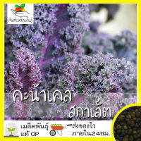 เมล็ดพันธุ์ คะน้าเคล ใบหยัก สการ์เล็ต สีม่วง 30 เมล็ด Kale Scarlet เมล็ดพันธุ์แท้ นำเข้าจากต่างประเทศ ปลูกผัก สวนครัว ถูกดี