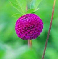 1 หัว/ออเดอร์ รักเร่ Dahlia Bulb สายพันธุ์ Rocco หัวรักเร่ ดอกไม้ หัวหน่อ นำเข้า เหง้า เนเธอร์แลน หัวสดใหม่