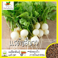 เมล็ดพันธุ์ เรดิชสีขาว 200 เมล็ด Hailstone Radish Seed เมล็ดพันธุ์แท้ นำเข้าจากต่างประเทศ ปลูกผักสวนครัว ประหยัด แรดิช