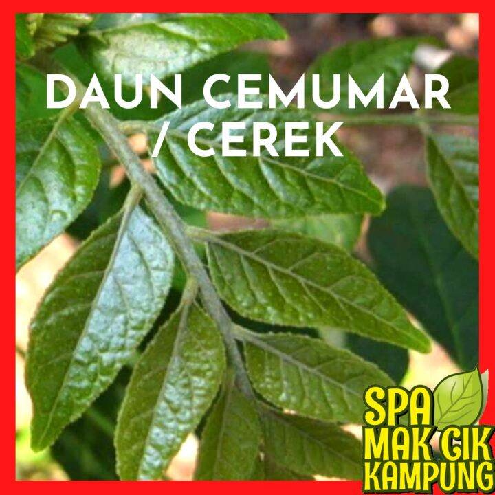 Daun Chemumar Cemumar Cerek Kering | Lazada