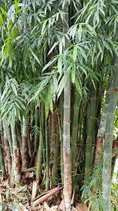 ขายส่ง-100-กรัม-เมล็ดไผ่ซางหม่น-dendrocalamus-sericeus-ไผ่นวลราชินี-ไผ่-ไม้ไผ่-bamboo-พืชตระกูลหญ้า-หญ้ายักษ์-พืชเศรษฐกิจ-สายพันธุ์ไผ่-เครื่องจักรสาน