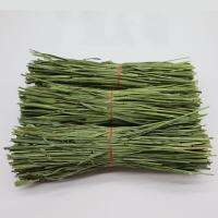 North Timothy Machine Roasted Hay Stems 0.5KG ก้านหญ้าแห้งทิโมธีแมชชีนคั่ว