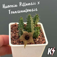 Huernia Pillansii x Transvaalensis เก๋งจีน #แคคตัส กระบองเพชร cactus&amp;succulent