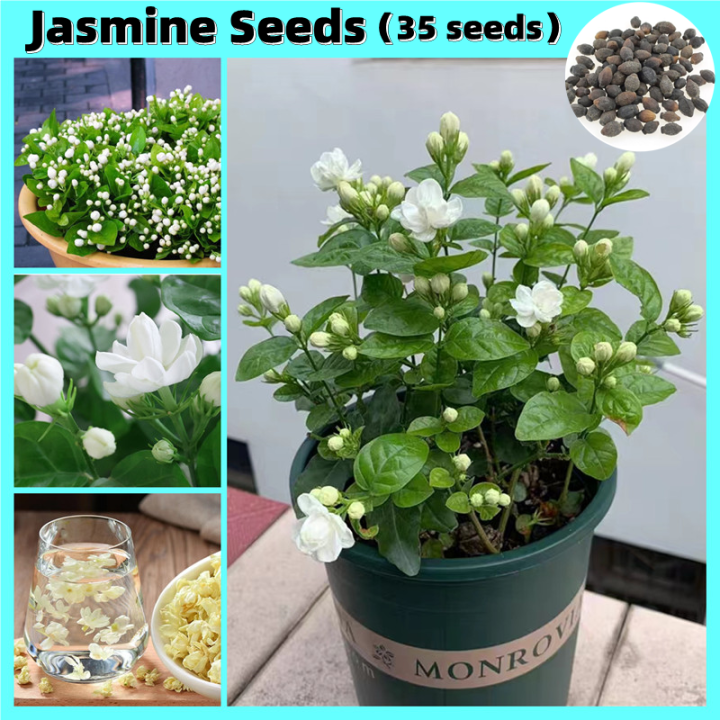 100 Original 35 Seeds White Jasmine Seeds Edible Jasmine Scented Tea