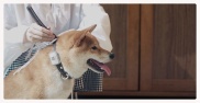 Máy định vị xe cộ, thú cưng Chó mèo XIAOMI Xiaomi Accompanying pet dog