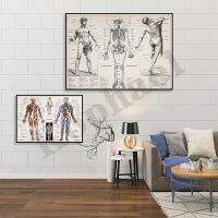 Medical Vintage Human Anatomy Heart Anatomy Science Hospital Wall Art โปสเตอร์เหมาะสำหรับผู้เชี่ยวชาญทางการแพทย์และผู้ที่ชื่นชอบวิทยาศาสตร์