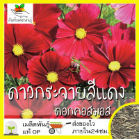 เมล็ดพันธุ์ ดอกดาวกระจาย สีแดง 200 เมล็ด Red Dazzler Cosmos Flower Seed เมล็ดพันธุ์แท้ นำเข้าจากต่างประเทศ ปลูกผัก โตไว