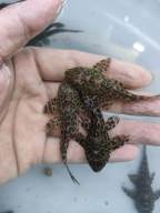 Cá lau kiếng da beo dòng cá dọn bể ăn rong và rêu hại giúp bể cá sạch đẹp. thumbnail