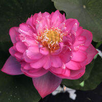 5 เมล็ดพันธุ์ บัว สายพันธุ์ Titanic Lotus สีชมพู นำเข้าจาก อเมริกา เพาะปลูกและเก็บเมล็ดในไทย ขยายพันธุ์ในไทยได้