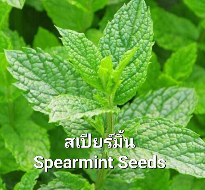 มิ้นท์-สเปียร์มิ้นท์-spearmint-seeds-เมล็ดพันธุ์สเปียร์มิ้นท์-ปลูกไล่แมลงและต้านเชื้อรา-รอบอายุนาน
