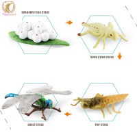 Simulation Animal Model Toys Snail Grasshopper Dragonfly Mosquito Growth Cycle Action Figures Educational Toys For Kids