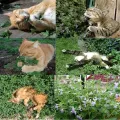 30Pcs Catnip Plants Catmint Aromatic Potted For Easy to grow. 