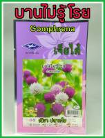 เมล็ดพันธุ์ บานไม่รู้โรย gomphrena แตกแขนงดี ดูแลน้อย ต้นแข็งแรง ปลูกง่าย น้ำหนักดี ผลผลิตสูง ทนโรค