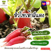 เมล็ดพันธุ์หัวไชเท้าสีแดง 100เมล็ด อัตราการงอก95% ปลูกง่าย โตไว (มีของแถมเป็นเมล็ดผักกวางตุ้งทุกออเดอร์)