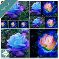 30 เมล็ด เมล็ดพันธุ์ Garden Seeds กุหลาบ บลูพิงค์โรส blue pink Rose seed ดอกใหญ่ นำเข้าจากต่างประเทศ พร้อมคู่มือ เมล็ดสด ใหม่