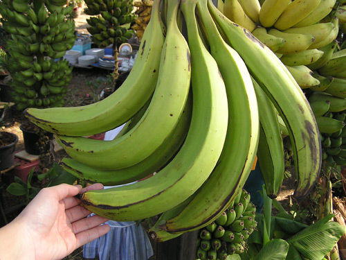 ต้นหน่อกล้วยงาช้าง-กล้วยลูกใหญ่-ยาว-หน่อสวยพร้อมปลูกค่ะ
