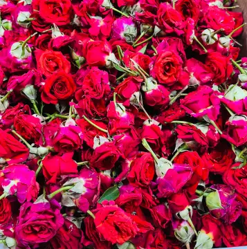 Global rosewholesale sale