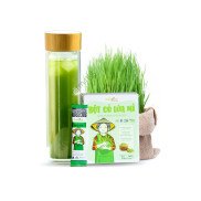 Bột cỏ lúa mì nguyên chất hữu cơ sấy lạnh - Hộp 60g 20 gói - Tốt cho máu