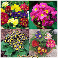 HOT** ดอกไม้จริง เมล็ดพันธุ์ เมล็ดบอนสี Primula flower seeds เมล็ดดอกไม้ บอนสี ไม้ประดับ ต้นไม้ 100 เมล็ดพันธุ์ที่มีคุณภาพสูง ส่งด่วน พรรณ ไม้ น้ำ พรรณ ไม้ ทุก ชนิด พรรณ ไม้ น้ำ สวยงาม พรรณ ไม้ มงคล