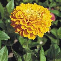 เมล็ดพันธุ์บานชื่นซ้อนสีเหลือง20เมล็ด(Yellow zinnai flower 20 seed)