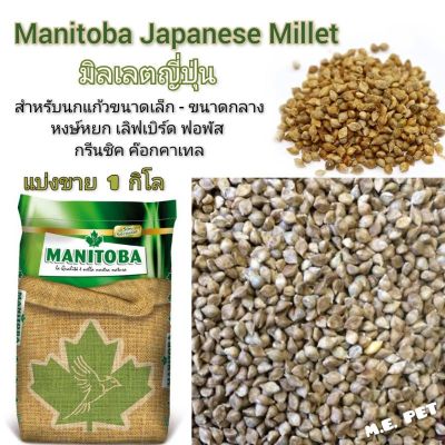 ( PRO+++ ) โปรแน่น.. Manitoba มิลเล็ตญี่ปุ่น Japanese Millet สำหรับนก แบ่งขาย 1 กิโล ราคาสุดคุ้ม อาหาร นก อาหารนกหัวจุก อาหารนกแก้ว อาหารหงส์หยก