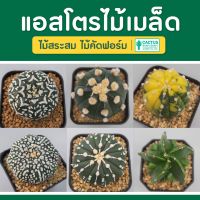 แคคตัส แอสโตรราคาถูก ไม้คัดฟอร์ม กระบองเพชร (Astrophytum) พร้อมส่ง!