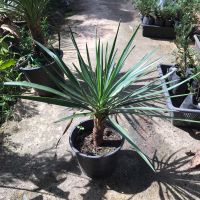 ต้นเข็มกุดั่น (Yucca aloifolia) เส้นผ่าศูนย์กลางประมาณ 20 ซม.กระถาง 5 นิ้ว