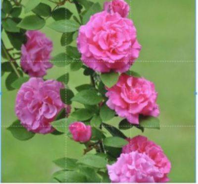 30 เมล็ดพันธุ์ กุหลาบมอญ สีโอรส Rose Seeds ดอกใหญ่ ดอกหอม นำเข้าจากต่างประเทศ พร้อมคู่มือ เมล็ดสด ใหม่