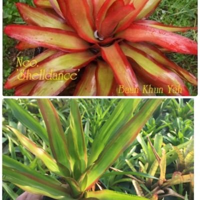 HOT** หน่อ-สับปะรดสี#bromeliad# Neo Shelldance #ต้นไม้สวยงาม# ไม้ประดับ# ตกแต่งบ้าน#bromeliad# ไม้ประดับ# ไม้มงคล# ขายถูก ส่งด่วน พรรณ ไม้ น้ำ พรรณ ไม้ ทุก ชนิด พรรณ ไม้ น้ำ สวยงาม พรรณ ไม้ มงคล