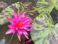 20 เมล็ด บัวสาย (Water lily) บัวอุบลชาติ บัวหลวง ฝรั่ง บัวดอกเล็ก บัวแคระ สายพันธุ์ Pink Pattaya สีชมพู ม่วง เหมาะสำหรับปลูกในโหล Waterlilies Lotus Seeds