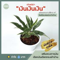 ( PRO+++ ) โปรแน่น.. อโกลนีมา เงินเงินเงิน ในกระถางสีขาว 6" ต้นไม้มงคล เสริมดวง ต้นไม้ประดับ ต้นไม้ปลูกในบ้าน ไม้ฟอกอากาศ ราคาสุดคุ้ม พรรณ ไม้ น้ำ พรรณ ไม้ ทุก ชนิด พรรณ ไม้ น้ำ สวยงาม พรรณ ไม้ มงคล