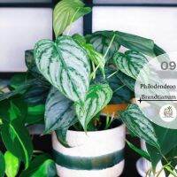 ( สุดคุ้ม+++ ) ฟิโลแบรนด์เทียนั่ม/Philodendron Brandtinum/ไม้หายาก ราคาถูก พรรณ ไม้ น้ำ พรรณ ไม้ ทุก ชนิด พรรณ ไม้ น้ำ สวยงาม พรรณ ไม้ มงคล