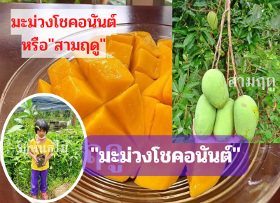 มะม่วงออกผลตลอดปี สายพันธุ์โชคอนันต์ ต้นเสียบยอด ขนาดต้นที่สูง 45-50 ซม. ขึ้นไป ปลูก ปีกว่าๆออกผล มีต้นพร้อมส่ง