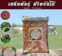 เมล็ดพันธุ์หญ้าสวีทจัมโบ้ ขนาด1กิโลกรัม คุณภาพดี ปลูกง่าย สำหรับให้อาหารสัตว์