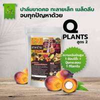 QPlants สูตร 2 บำรุงปาล์มให้ลูกดกทลายใหญ่ เห็นผลไว