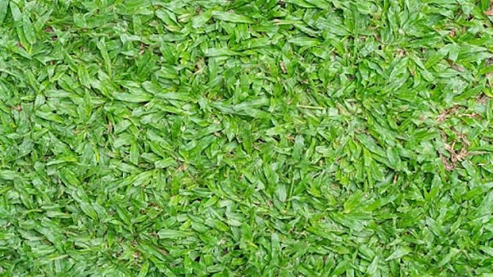 ขายส่ง-100-กรัมหรือ-1-ขีด-เมล็ดหญ้ามาเลเซีย-tropical-carpet-grass-หญ้าปูสนาม-สนามหญ้า-พืชตระกูลหญ้า-เมล็ดพันธ์หญ้า-ปูหญ้า-ปูสนาม-สนามหญ้าและสวน